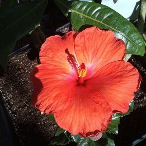 Meet your Posher, Roberta